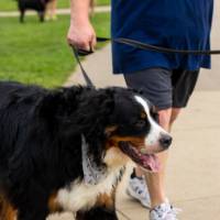 Laker pets together.